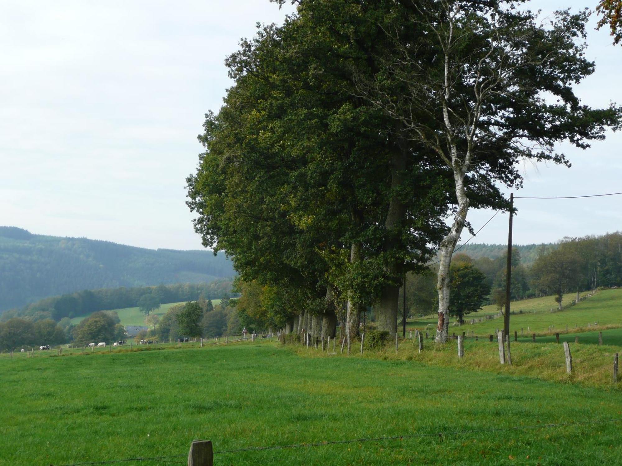 Le Fournil Gite Rural Trois-Ponts Exteriör bild